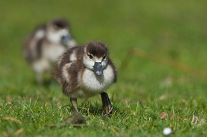 Jung Nilgans