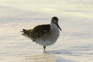 Willet (Catoptrophorus semipalmatus) -2-