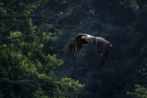 Seeadler