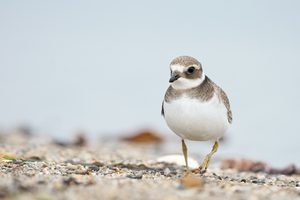 am Helgoländer Strand