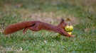 Eichhörnchen mit Hickorynüssen