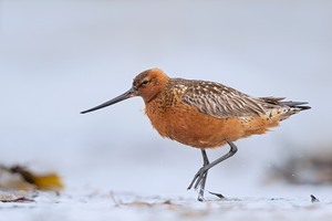 3 Tafeln Schokolade auf der Varanger-Halbinsel