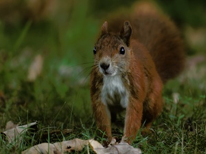 Eichhörnchen im Englischen Garten