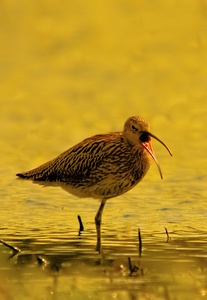 Großer Brachvogel