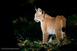 junger Luchs