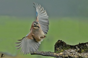 Eichelhäher Anflug