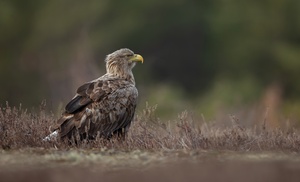 Seeadler