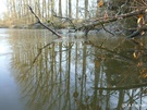 Wintermorgen am Teich