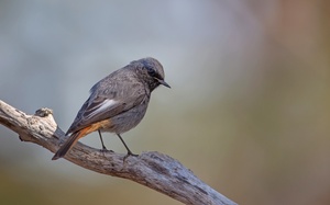 black redstart