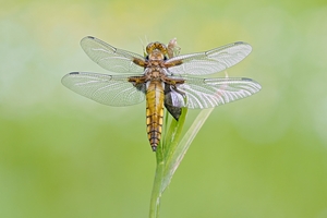 Libellula depressa