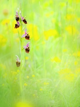 Hummel-Ragwurz (Ophrys fuciflora)