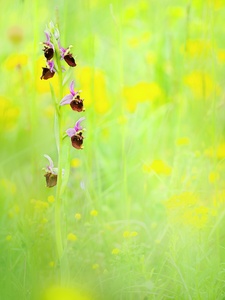 Hummel-Ragwurz (Ophrys fuciflora)