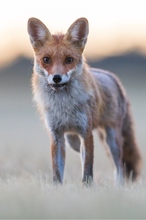 Fuchs in der Morgendämmerung