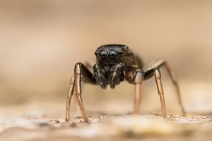 Heliophanus Männchen - altes Projekt - neu aufgewärmt