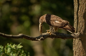 Wespenbussard mit Beute