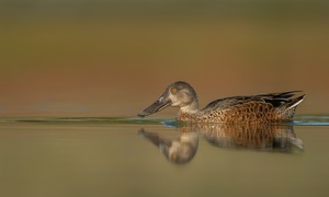 northern shoveler