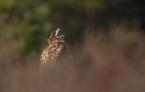 Seeadler