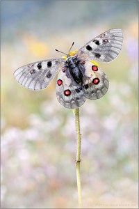 Hochalpen-Apollo (Parnassius sacerdos)