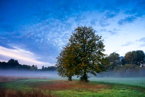 Nebel am Morgen