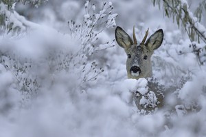 "...Wintereinbruch..."