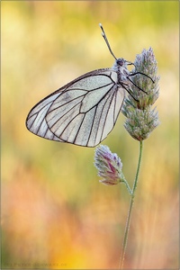 Der Baumweißling (Aporia crataegi)