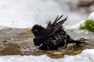 Amsel beim Eisbaden