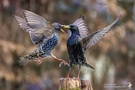 Stare (Sturnus vulgaris) streiten sich