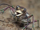 Dünensandlaufkäfer (Cicindela Hybrida)