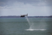 Delfin in Ostsee II