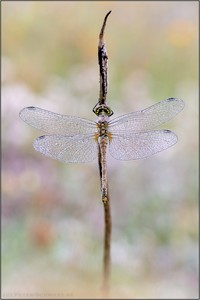 Sumpf-Heidelibelle (Sympetrum depressiusculum)