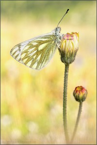 Alpen-Weißling (Pontia callidice)