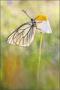 Baumweißling (Aporia crataegi)