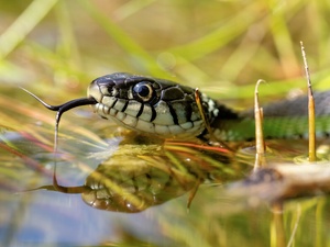 Ringelnatter (natrix natrix)