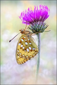 Großer Perlmuttfalter (Speyeria aglaja)