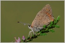 Kleiner Feuerfalter (Lycaena phlaeas)