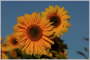 Abschied vom Sommer, Sonnenblume (Helianthus annuus)