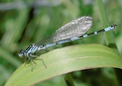 Vogel-Azurjungfer (Coenagrion ornatum) - Männchen KD