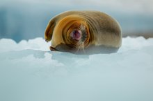 Bartrobbe auf Svalbard