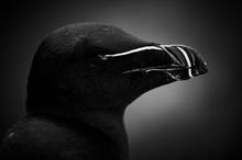 Razorbill