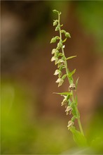 Übersehene Stendelwurz (Epipactis leptochila ssp. neglecta)