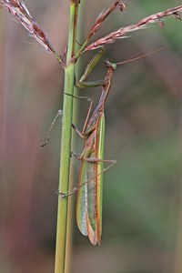 Meine erste Mantis