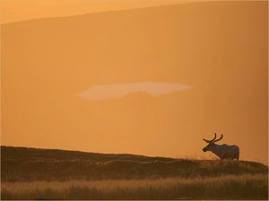 Mittsommerlicht auf Varanger