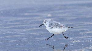 Sanderling