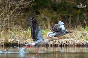 Graugänse im Abflug