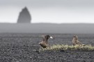 Skua Paar auf Island