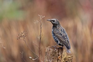 Starling