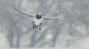 Weisswangengans bei Schneetreiben im Anflug