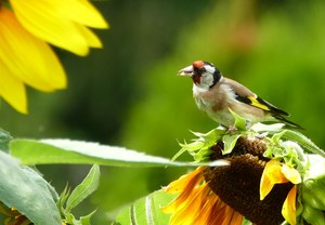 sommerliches Flower power ...