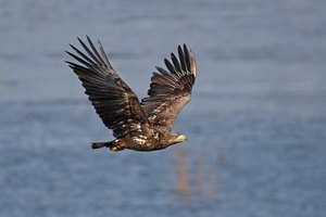 Guten Flug ins neue Jahr