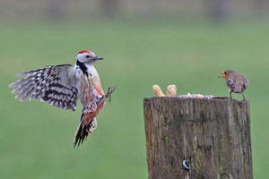 Anflug des Mittelspechts